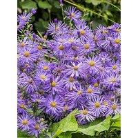 You Garden Aster Frikartii M&Ouml;Nch - Michaelmas Daisy (2 X 9Cm Pots)
