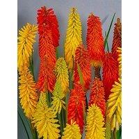 You Garden Kniphofia Flamenco - Red Hot Poker 'Flamenco' (2 X 9Cm Pots)