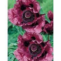 You Garden Oriental Poppy 'Patty'S Plum' (2 X 9Cm Pots)