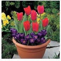 You Garden Drop In Bulb Planter Tulip And Crocus Kit