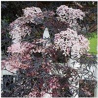 You Garden Sambucus Nigra 'Black Lace' (2L Pot)