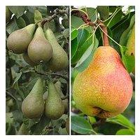 You Garden Duo Fruit Pear Tree - Potted (Approx 70-80Cm Tall)
