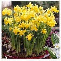 You Garden Narcissus Tete A Tete - 100 Bulbs