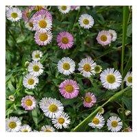 You Garden Erigeron Karvinskianus - 3 X 9Cm Pots
