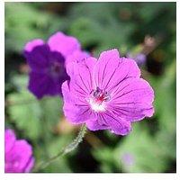 You Garden Geranium 'Tiny Monster' - 3 X 9Cm Pots