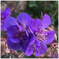 You Garden Hardy Geranium 'Storm Cloud' - 3 X 9Cm Pots