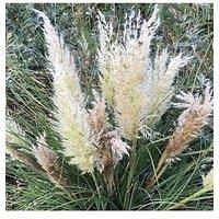 You Garden Cortaderia 'Tiny Pampa' - 2 X 9Cm Pots