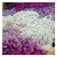 You Garden Phlox Collection - 3 X 9Cm Pots
