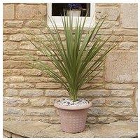 You Garden Cordyline Australis Green - 13Cm Pot