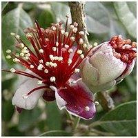 You Garden Pineapple Guava (Acca Selloweana) - 3L Pot