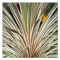 You Garden Cordyline 'Torbay Dazzler' - 2L Pot