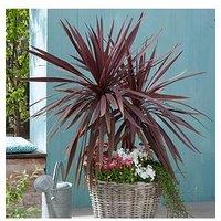 You Garden Cordyline Australis 'Red Star' - 2L Pot