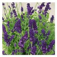 You Garden Lavender Hidcote - 12 Plug Plants