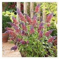 You Garden Buddleia 'Flower Power' - 2L Pot