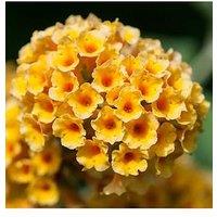 You Garden Buddleia 'Sungold' - 9Cm Pot