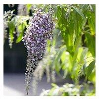 You Garden Buddleia Dav. 'Wisteria Lane' - 12Cm Pot