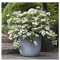 You Garden Hydrangea 'Runaway Bride' - 14Cm Pot