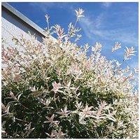 You Garden Salix Flamingo Bush - 3L Pot