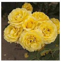 You Garden Rose Golden 50Th Wedding Anniversary (4L Pot)