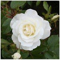 You Garden Rose Diamond 60Th Wedding Anniversary (4L Pot)