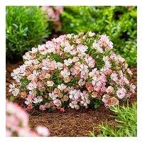 You Garden Rose Cutie Pie - 3 X 9Cm Pot