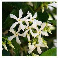 You Garden Star Jasmine Trachelospermum