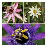 You Garden Passiflora Collection - 3 X 9Cm Pots