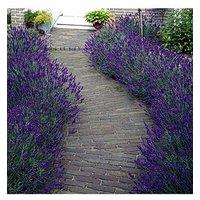 You Garden Lavender English Hidcote - 2L Pot