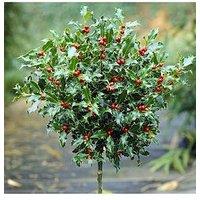 Pair Of Holly Trees (Standard Trees)