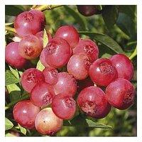 You Garden Blueberry "Pink Lemonade" - 2L Pot