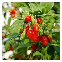 You Garden Goji Berry 'Sweet Lifeberry' (Lycium Barbarum) - 3 X 9Cm Pots