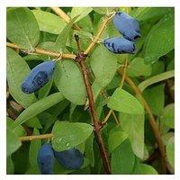You Garden Honeyberry (Lonicera Kams. Balalaika) - 3 X 9Cm Pots