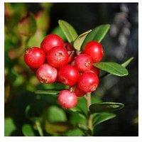 You Garden Cranberry (Vaccinium) 'Pilgrim' - 2L Pot