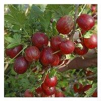 You Garden Gooseberry 'Hinnomaki Red' - 2L Pot