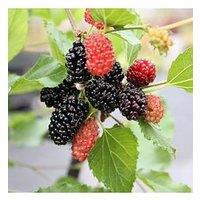 You Garden Mojoberry Morus Matsunaga - 2L Pot