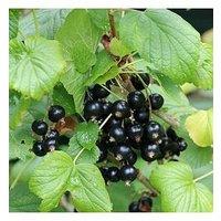 You Garden Blackcurrant Titania - 2L Pot