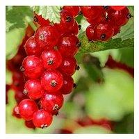 You Garden Redcurrant Jonkheer Van Tets - 2L Pot