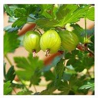 You Garden Gooseberry Invicta - 2L Pot