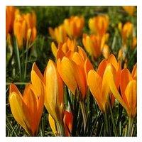 You Garden Large Flowered Yellow Crocus - Pack Of 20 Bulbs