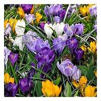 You Garden Large Flowered Mixed Crocus - Pack Of 30 Bulbs