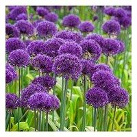 You Garden Allium Purple Sensation - Pack Of 25 Bulbs