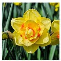 You Garden Narcissus Tahiti - Pack Of 12 Bulbs