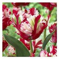 You Garden Tulip Estella Rijnveld - Pack Of 12 Bulbs