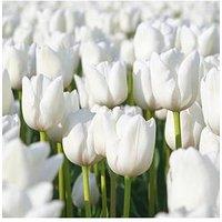 You Garden Tulip Triumph White - Pack Of 15 Bulbs