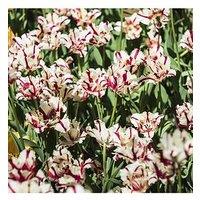 You Garden Tulip Carnaval De Nice - Pack Of 10 Bulbs