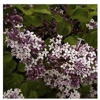 You Garden Patio Lilac - Syringa 'Palibin' (3L Pot)