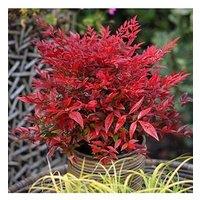 You Garden Nandina 'Obsessed' (17Cm Pot)