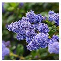 You Garden Ceanothus Thyrsiflorus Repens (2L Pot)