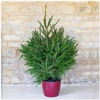 You Garden Pot-Grown Norway Spruce Christmas Tree (100 -120Cm)