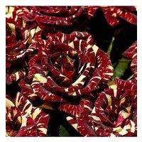 You Garden Rose Abracadabra (Bare Root)